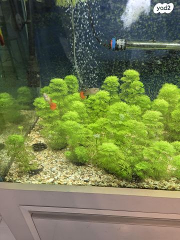 דג דגים טרופיים