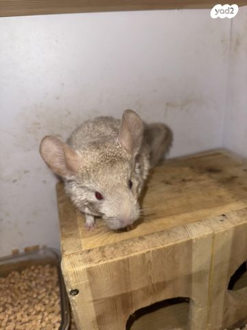 מכרסם צ'ינצ'ילה