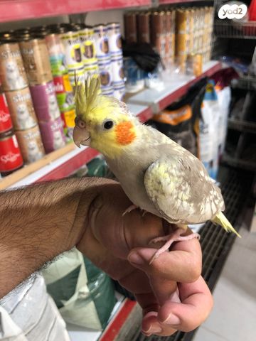 תוכי קוקוטייל