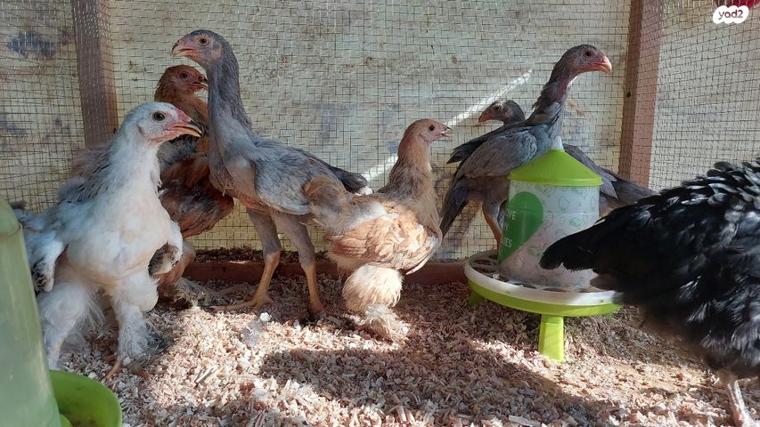 חיית משק ברהמה