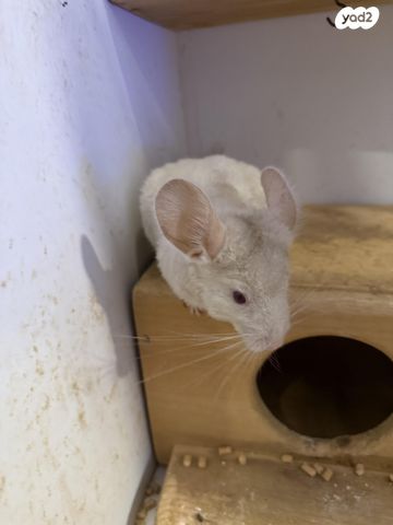 מכרסם צ'ינצ'ילה