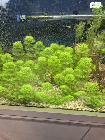 דג דגים טרופיים