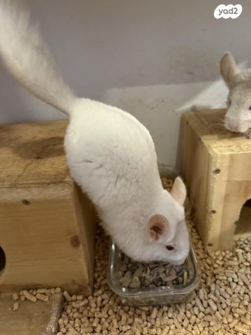 מכרסם צ'ינצ'ילה