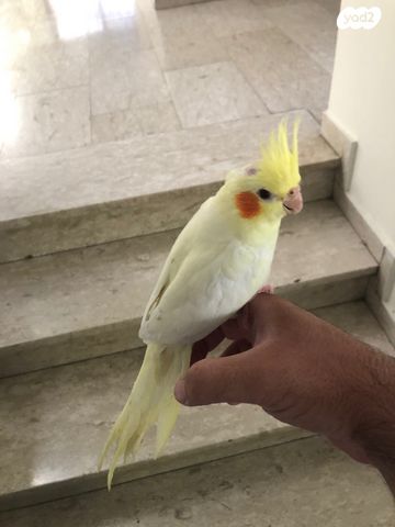 תוכי קוקוטייל