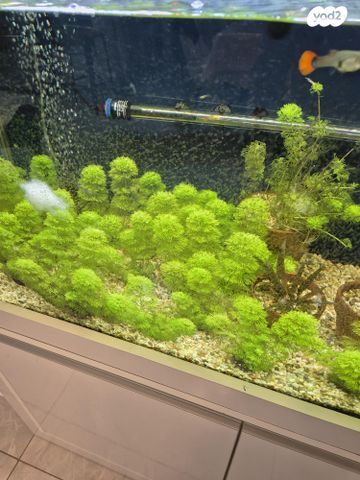 דג דגים טרופיים