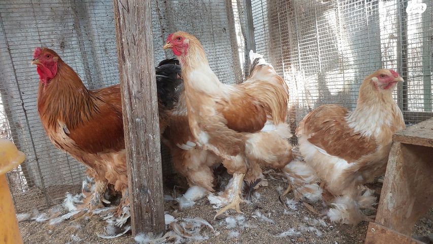 חיית משק ברהמה