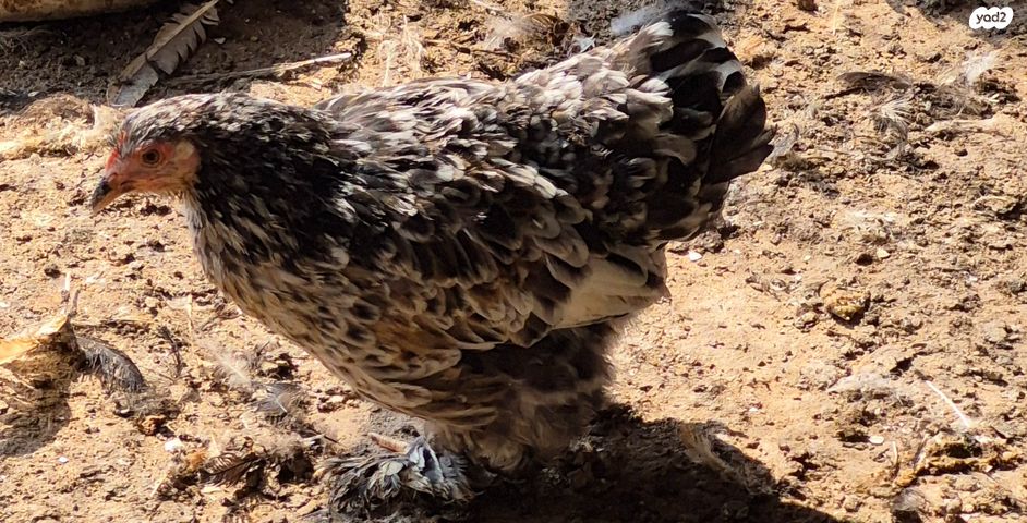 חיית משק פקין