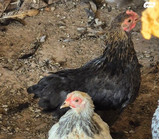 חיית משק פקין