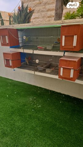 תמונת מודעה - חיות מחמד