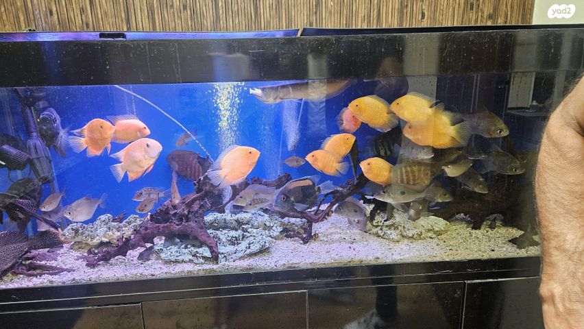 תמונת מודעה - חיות מחמד