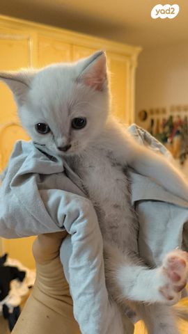 תמונת מודעה - חיות מחמד