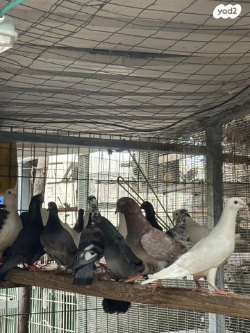 תמונת מודעה - חיות מחמד