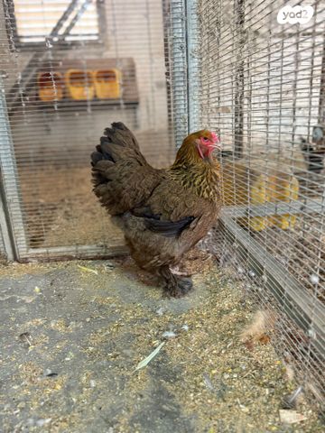 תמונת מודעה - חיות מחמד