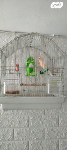 תמונת מודעה - חיות מחמד