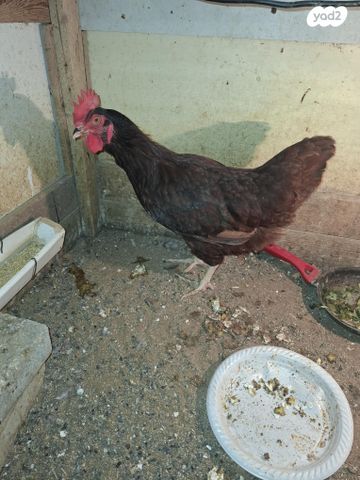 תמונת מודעה - חיות מחמד