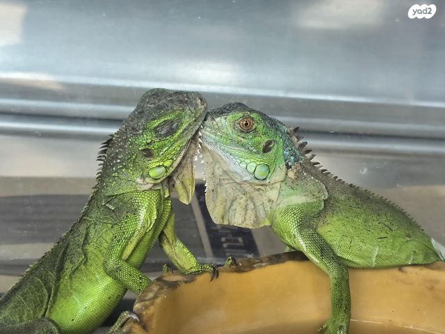 תמונת מודעה - חיות מחמד