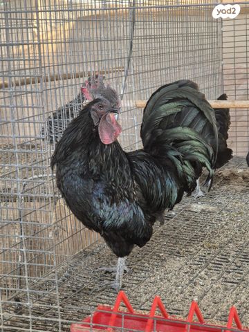 תמונת מודעה - חיות מחמד