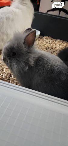 תמונת מודעה - חיות מחמד