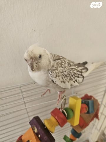 תמונת מודעה - חיות מחמד