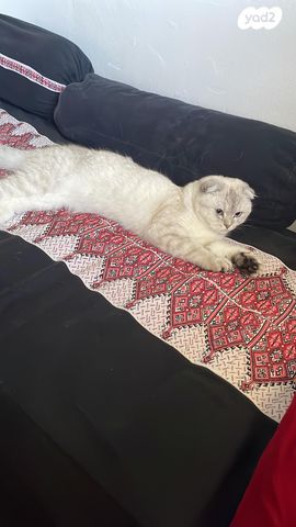 תמונת מודעה - חיות מחמד