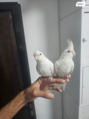 תמונת מודעה - חיות מחמד