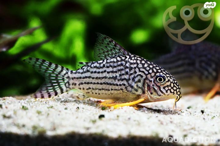 תמונת מודעה - חיות מחמד