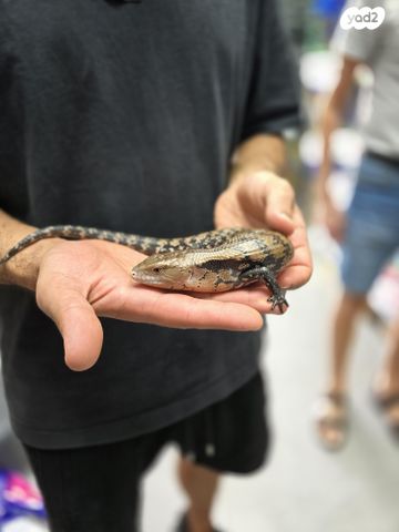 תמונת מודעה - חיות מחמד