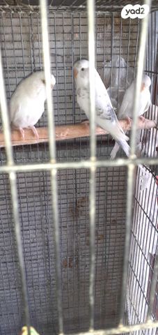 תמונת מודעה - חיות מחמד