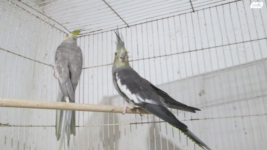 תמונת מודעה - חיות מחמד