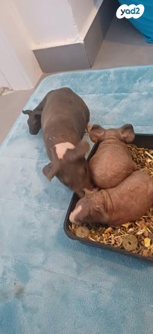 תמונת מודעה - חיות מחמד