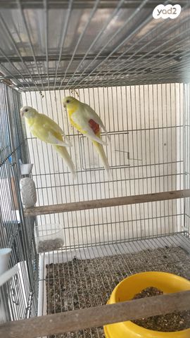 תמונת מודעה - חיות מחמד