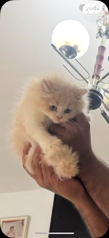 תמונת מודעה - חיות מחמד