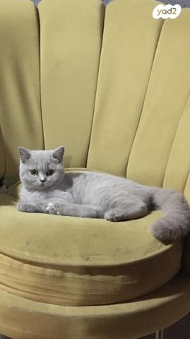 תמונת מודעה - חיות מחמד