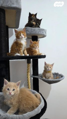 תמונת מודעה - חיות מחמד