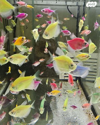 תמונת מודעה - חיות מחמד