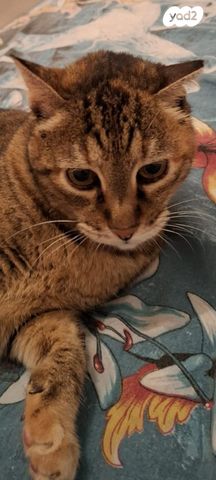 תמונת מודעה - חיות מחמד