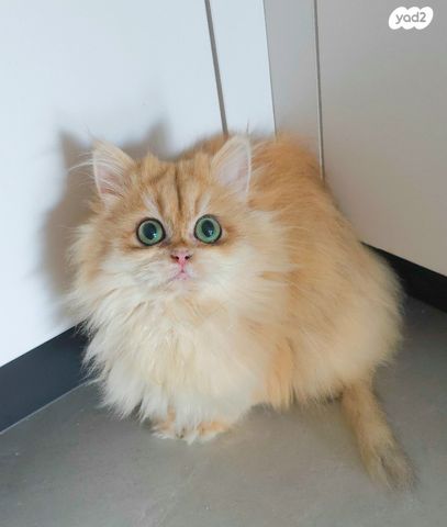 תמונת מודעה - חיות מחמד