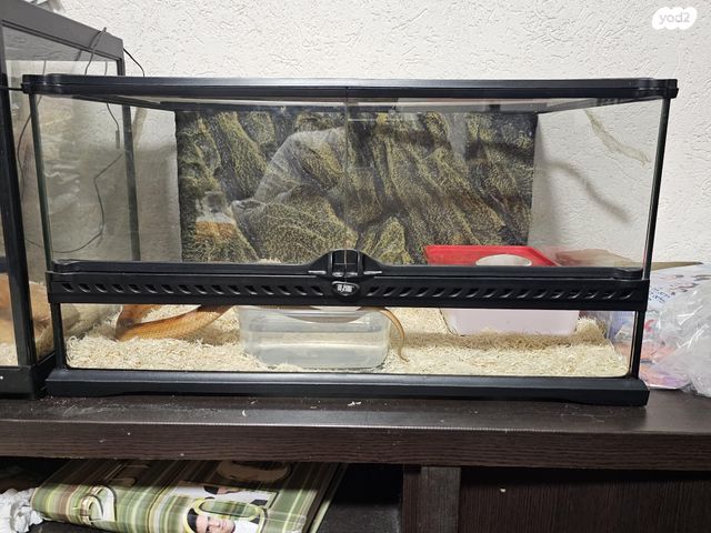 תמונת מודעה - חיות מחמד