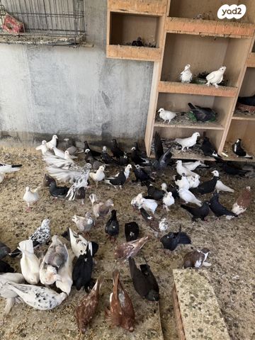 תמונת מודעה - חיות מחמד