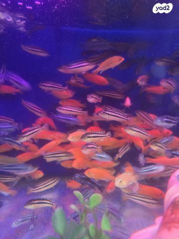 תמונת מודעה - חיות מחמד