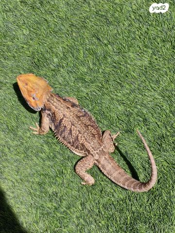 תמונת מודעה - חיות מחמד