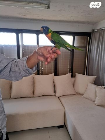 תמונת מודעה - חיות מחמד