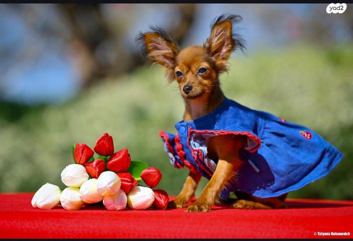 תמונת מודעה - חיות מחמד