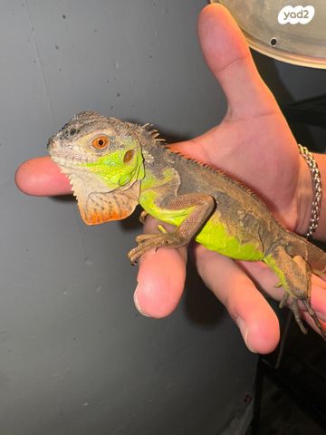 תמונת מודעה - חיות מחמד