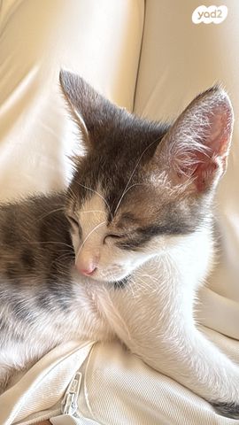 תמונת מודעה - חיות מחמד