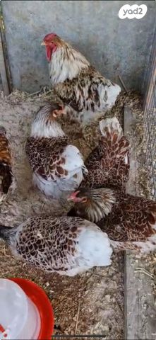 תמונת מודעה - חיות מחמד