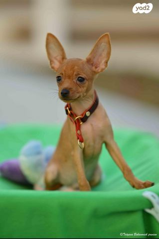 תמונת מודעה - חיות מחמד