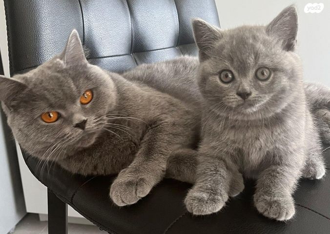 תמונת מודעה - חיות מחמד