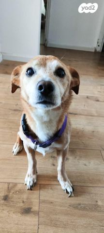 תמונת מודעה - חיות מחמד