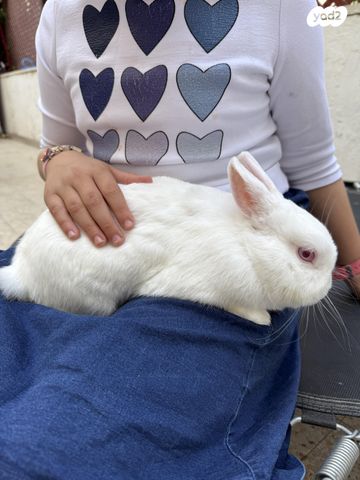 תמונת מודעה - חיות מחמד